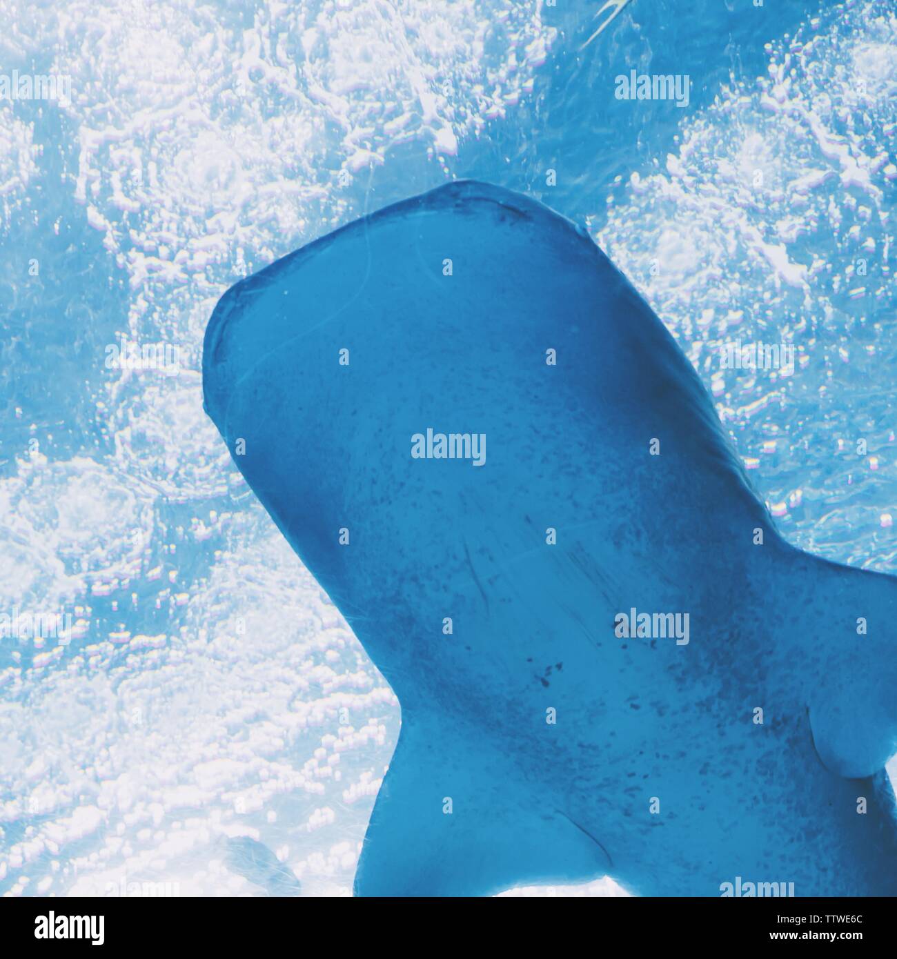 Ocean Kingdom Undersea World, Blue Animal World Stock Photo Alamy