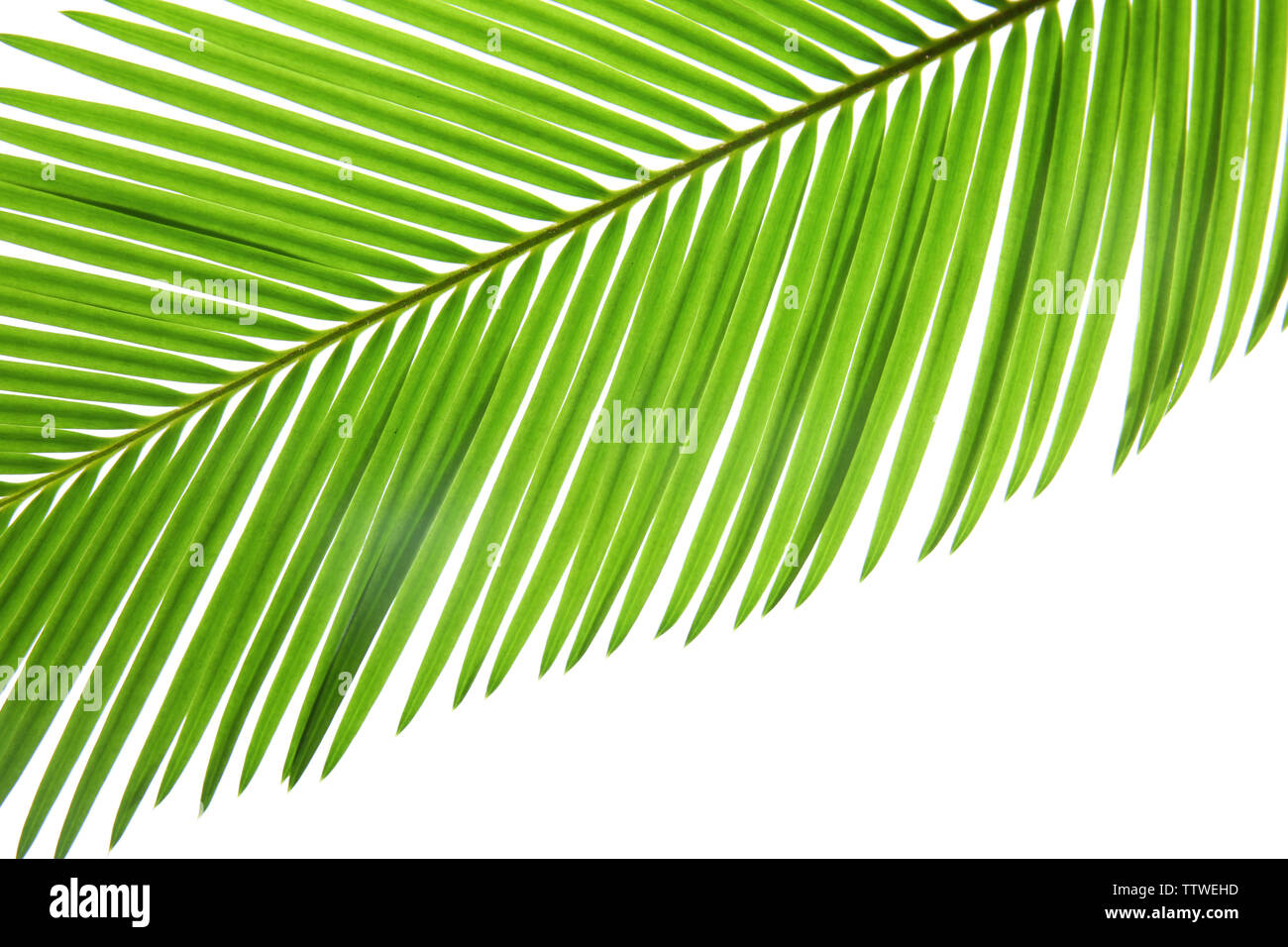 Green leaf of palm tree on white background, closeup Stock Photo - Alamy