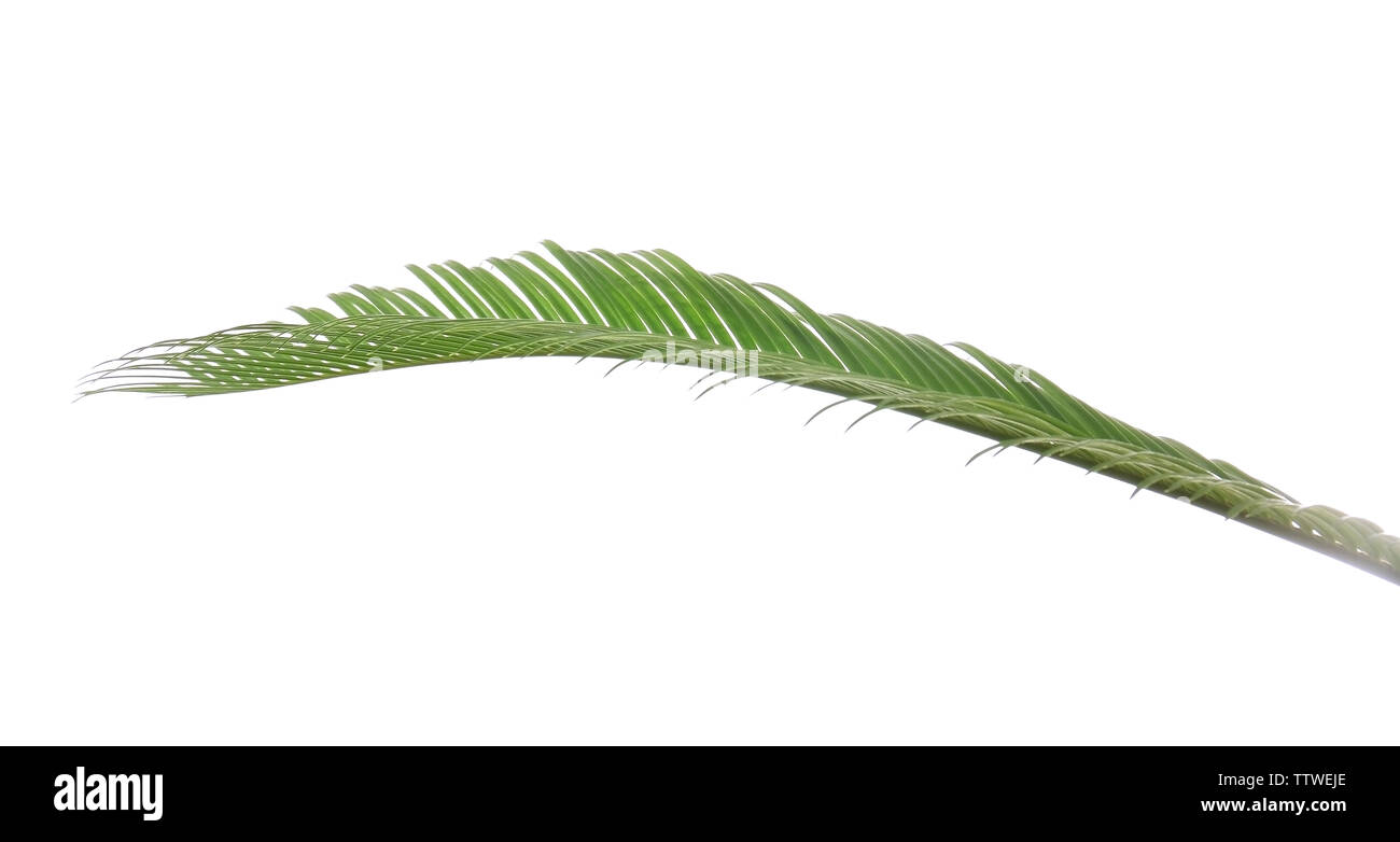 Green leaf of palm tree on white background Stock Photo - Alamy