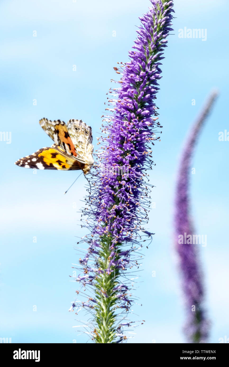 Butterfly on flower Blue Veronicastrum spike, Painted lady butterfly  garden flowers Vanessa cardui Insect on flower Stock Photo
