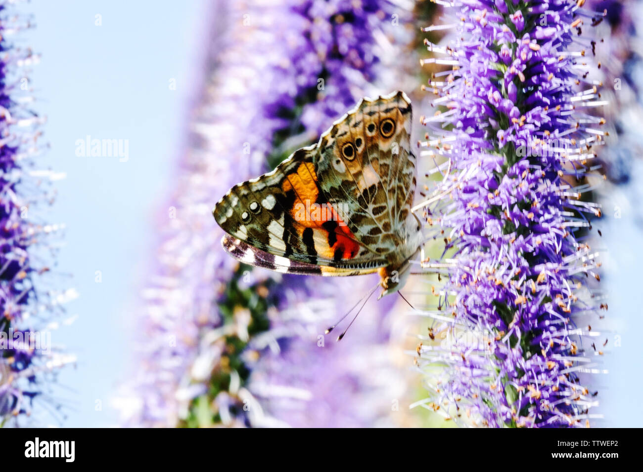Butterfly on flower close up - Veronicastrum, Painted lady butterfly Vanessa cardui feeding nectar on blue flowers Butterfly garden Stock Photo