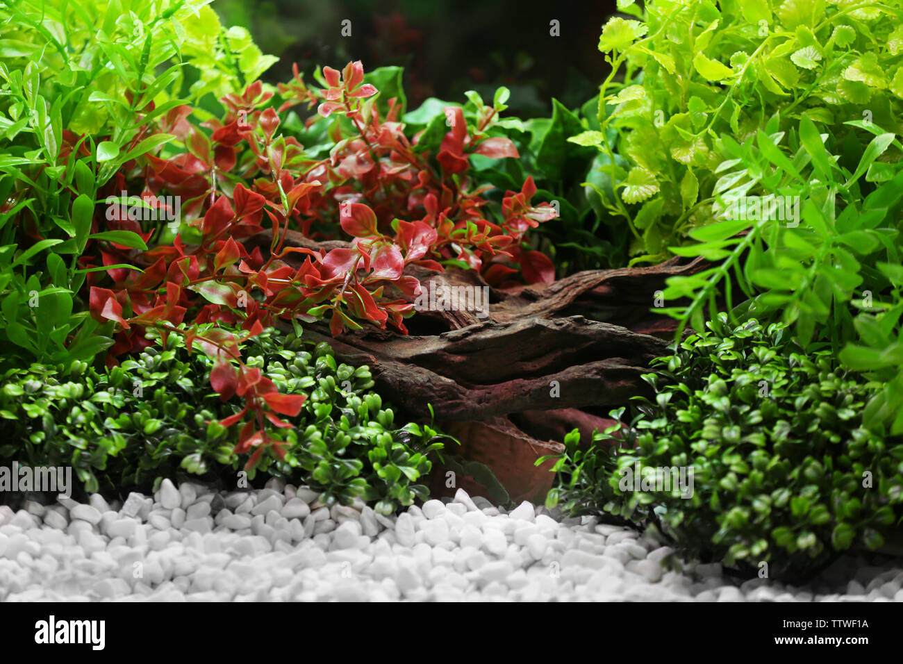 Aquarium Decorations Stock Photo 256257494 Alamy