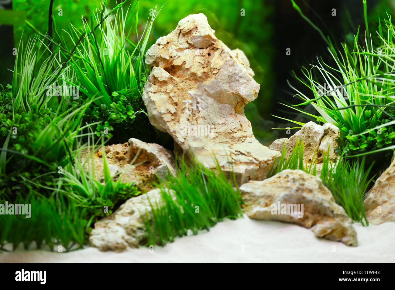 Aquarium Decorations Stock Photo 256257576 Alamy
