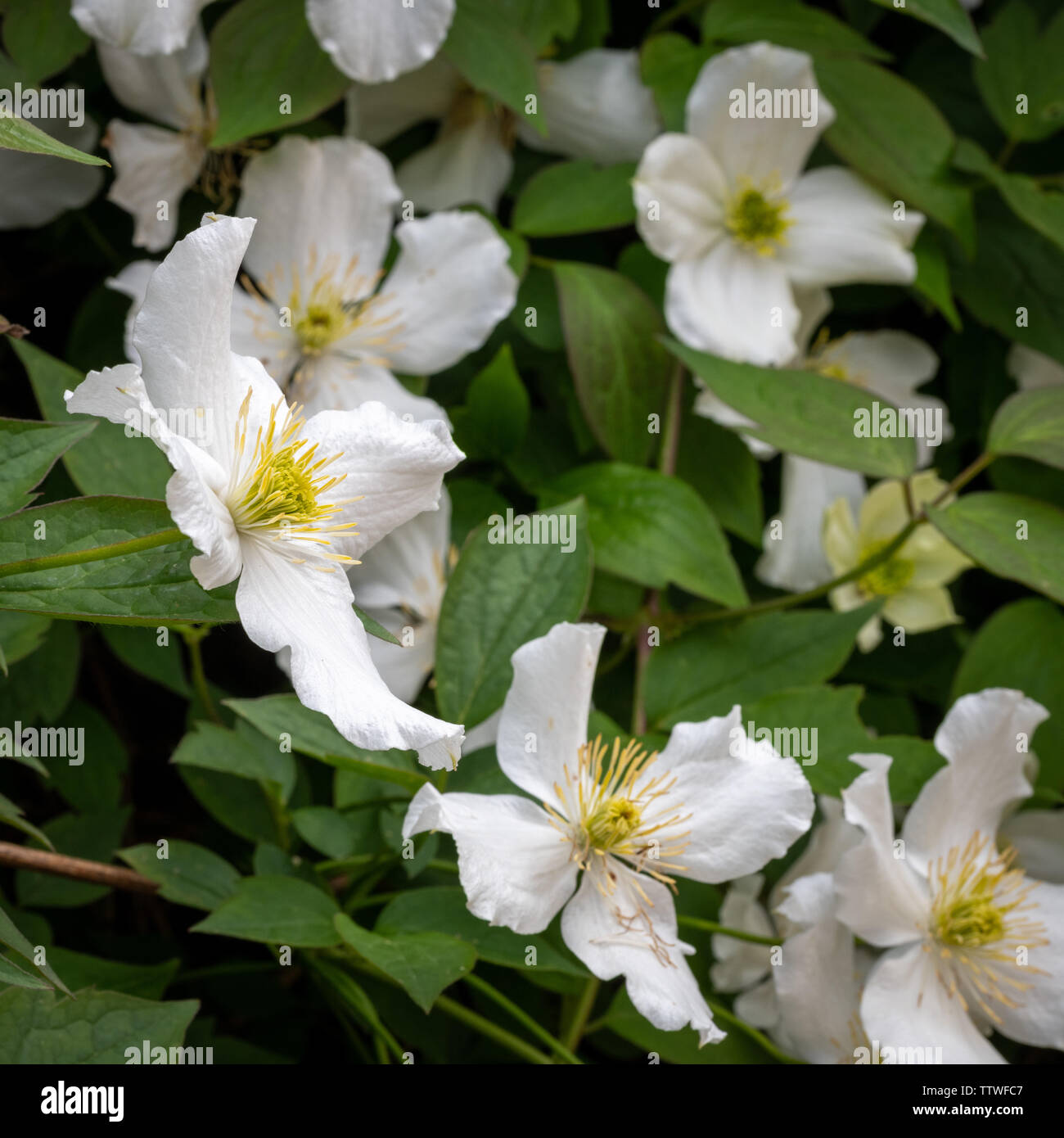 Clematis montana grandiflora Stock Photo
