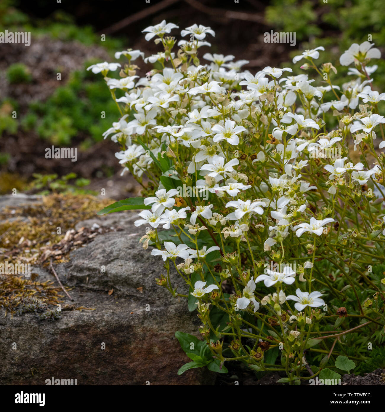 Saxifrage arendsii in Rockery Stock Photo