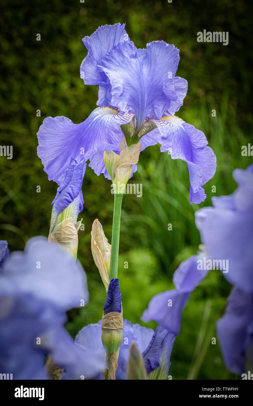 Iris 'Blue Rythm' Stock Photo