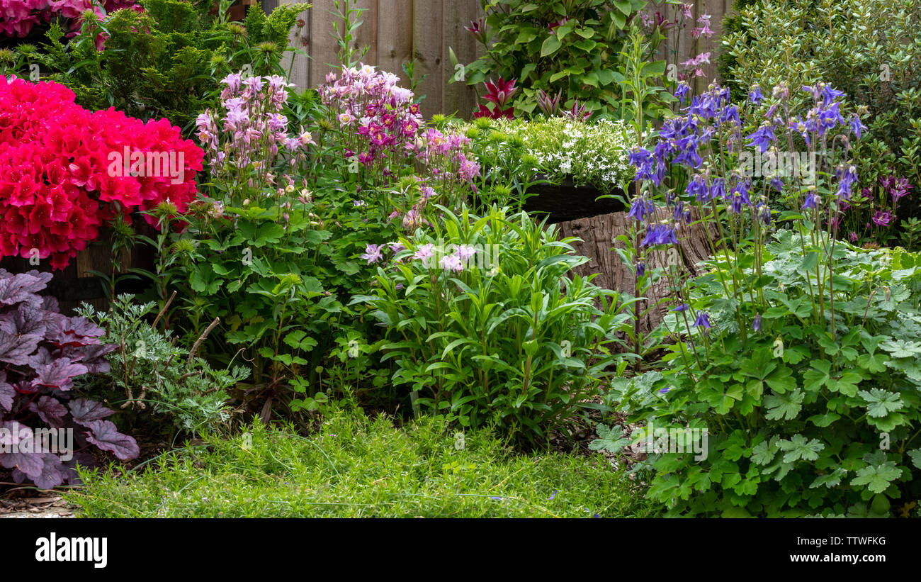 English garden flower hi-res stock photography and images - Alamy