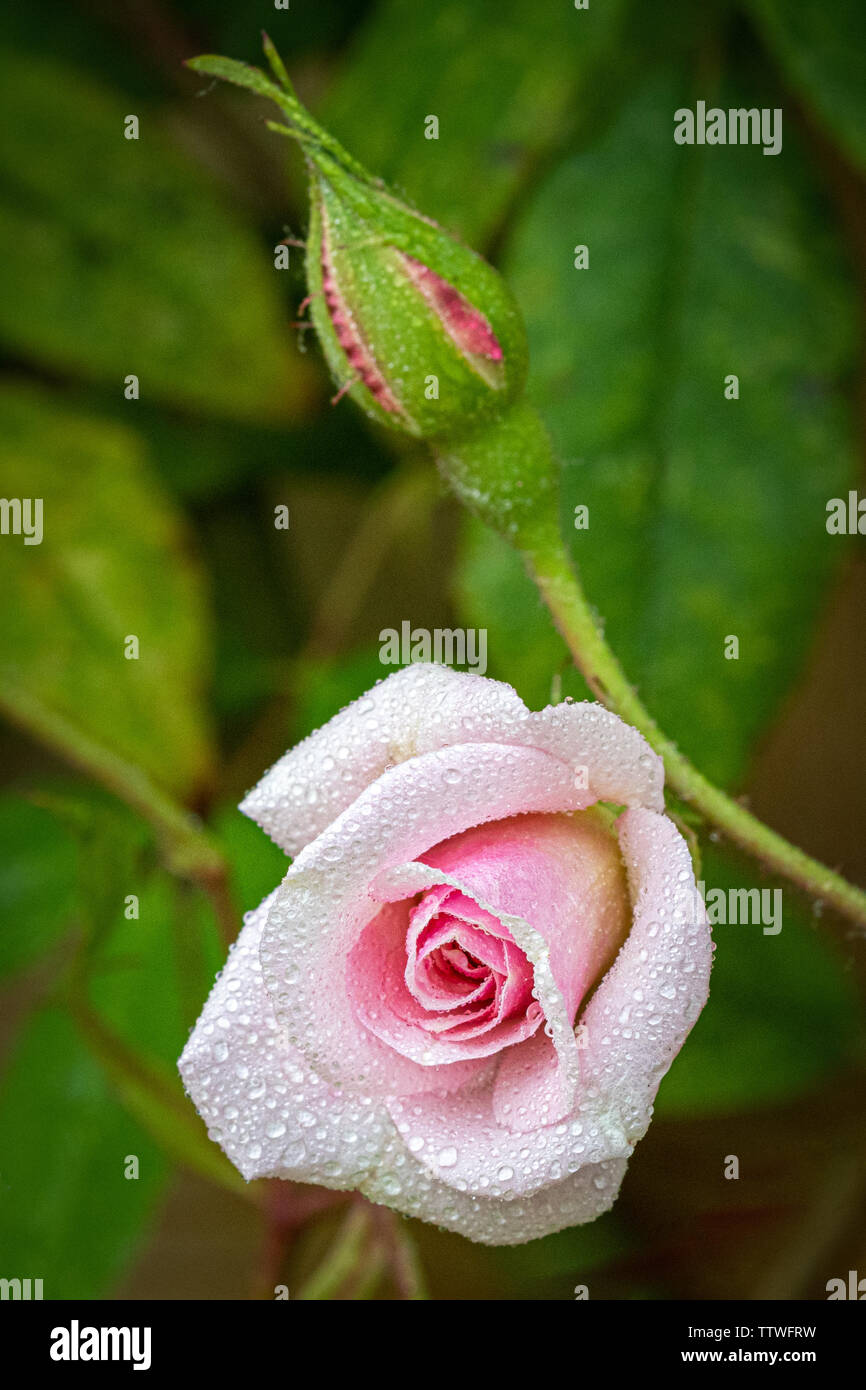 Climbing Rose Cecile Brunner Bloom and Bud Stock Photo