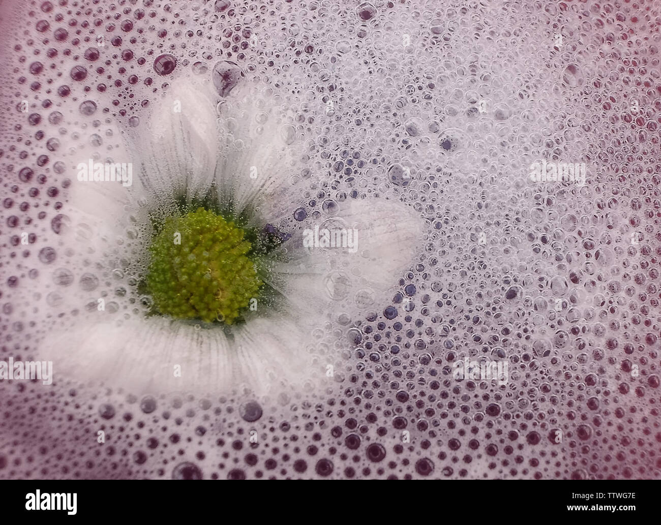 white flower head against water bubbles Stock Photo