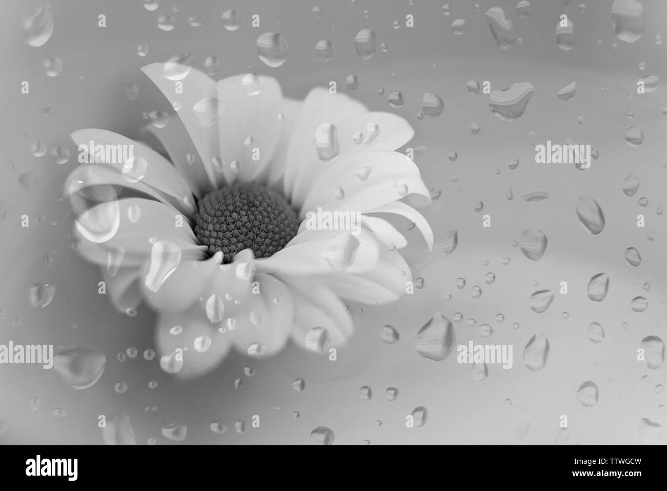 black and white image of white flower head floating on water Stock Photo