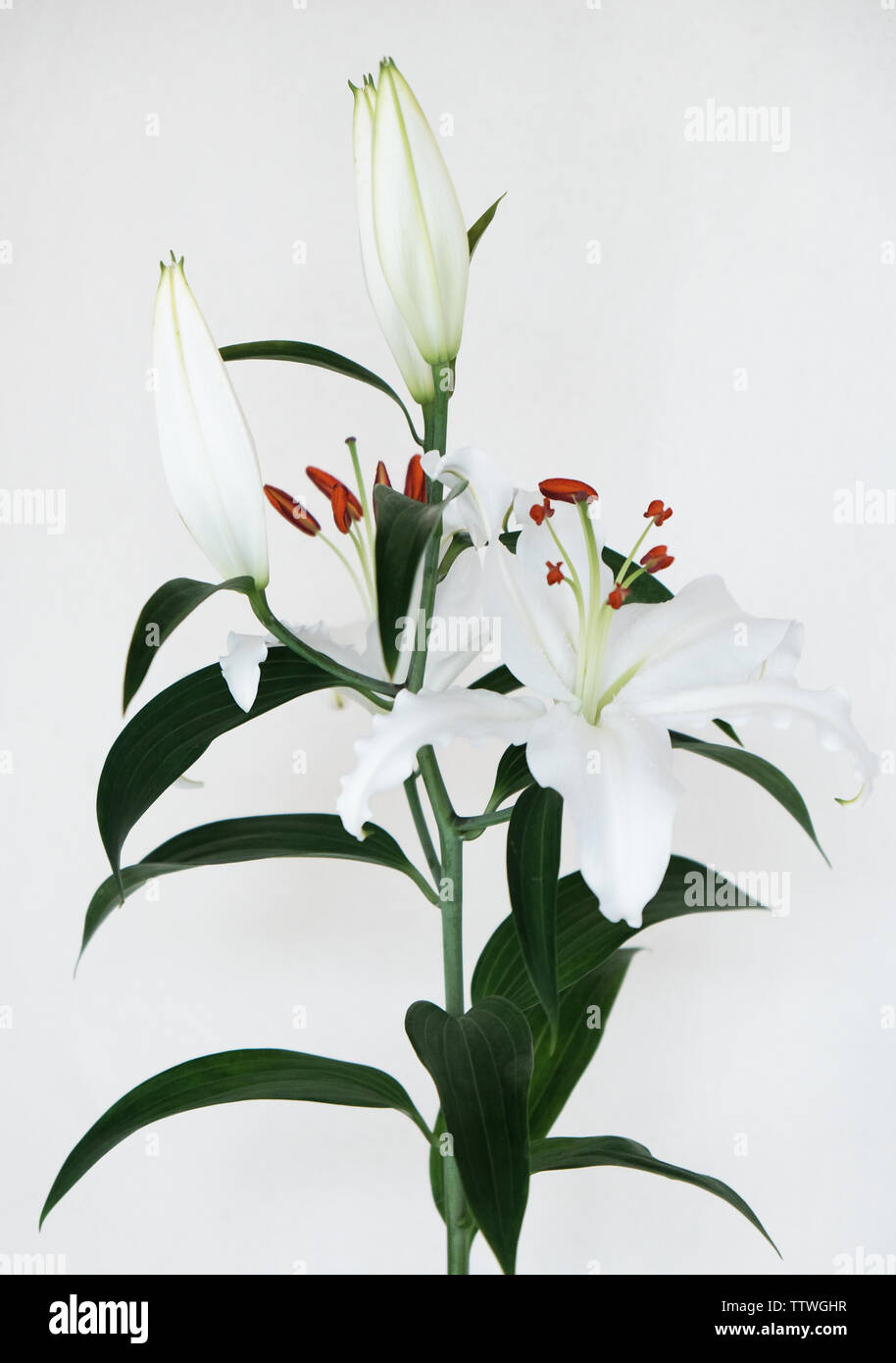 white lilly against white background Stock Photo