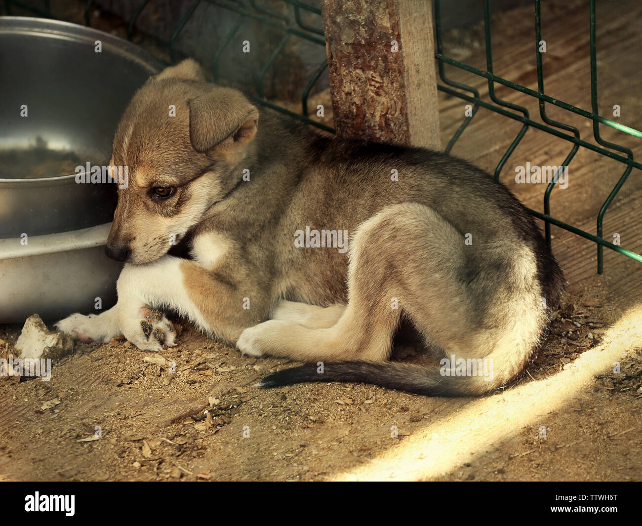 Sad little puppy lying near bowl in animal shelter cage Stock Photo - Alamy Sad little puppy lying near bowl in animal shelter cage Stock Photo - Alamy
