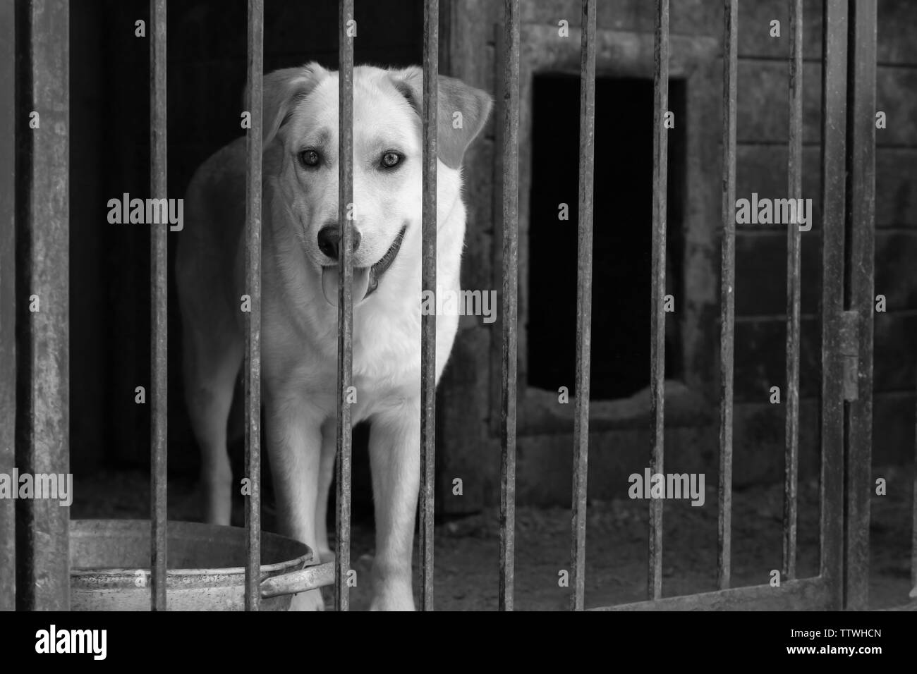 Dog bowl Black and White Stock Photos & Images - Alamy