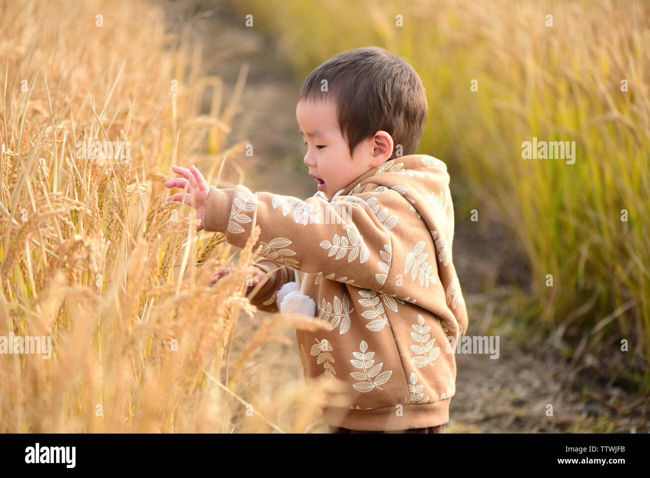 Happy little boy in the wheat field Stock Photo - Alamy
