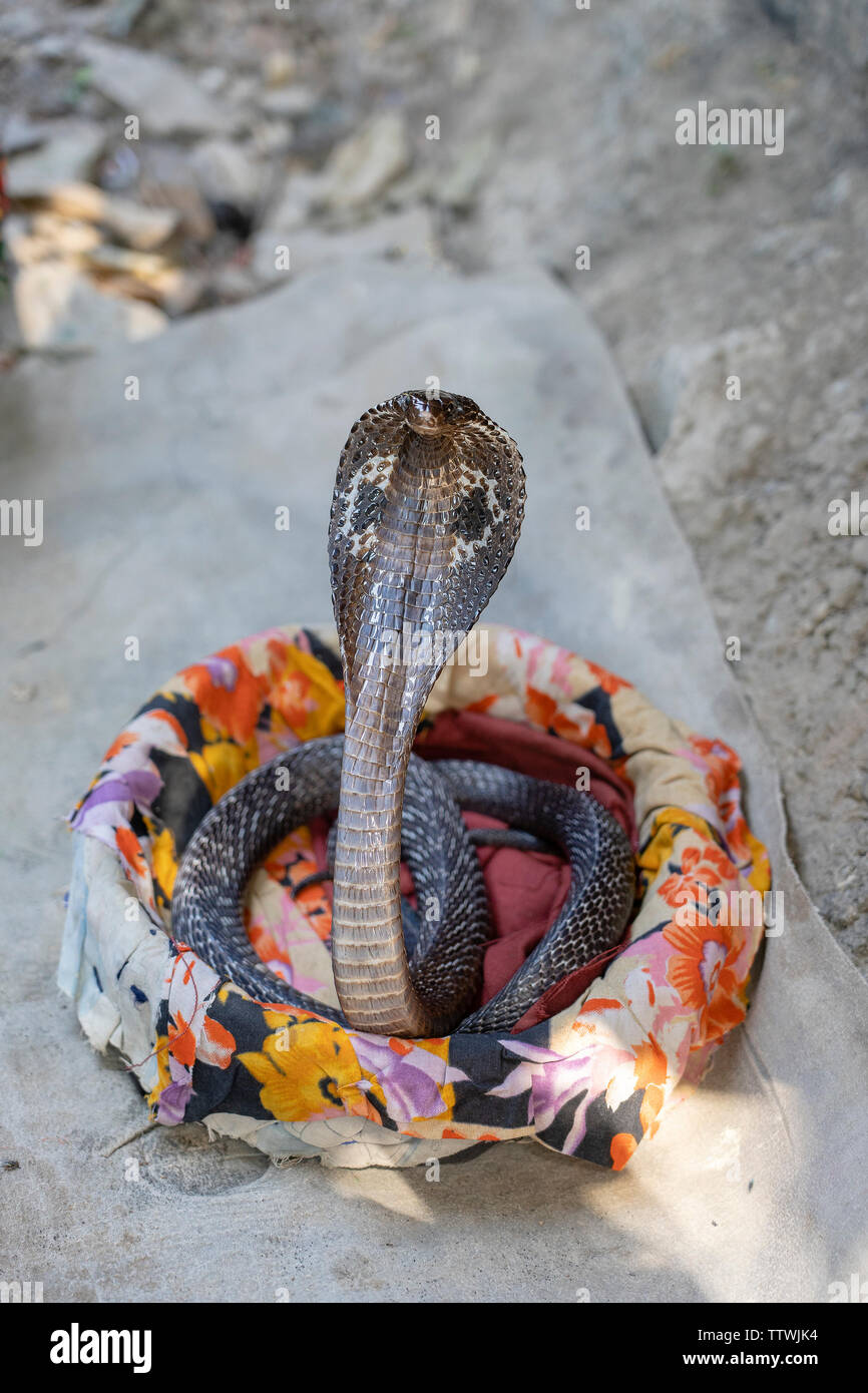 Portrait Indian cobra in Rishikesh, India. Close up Stock Photo