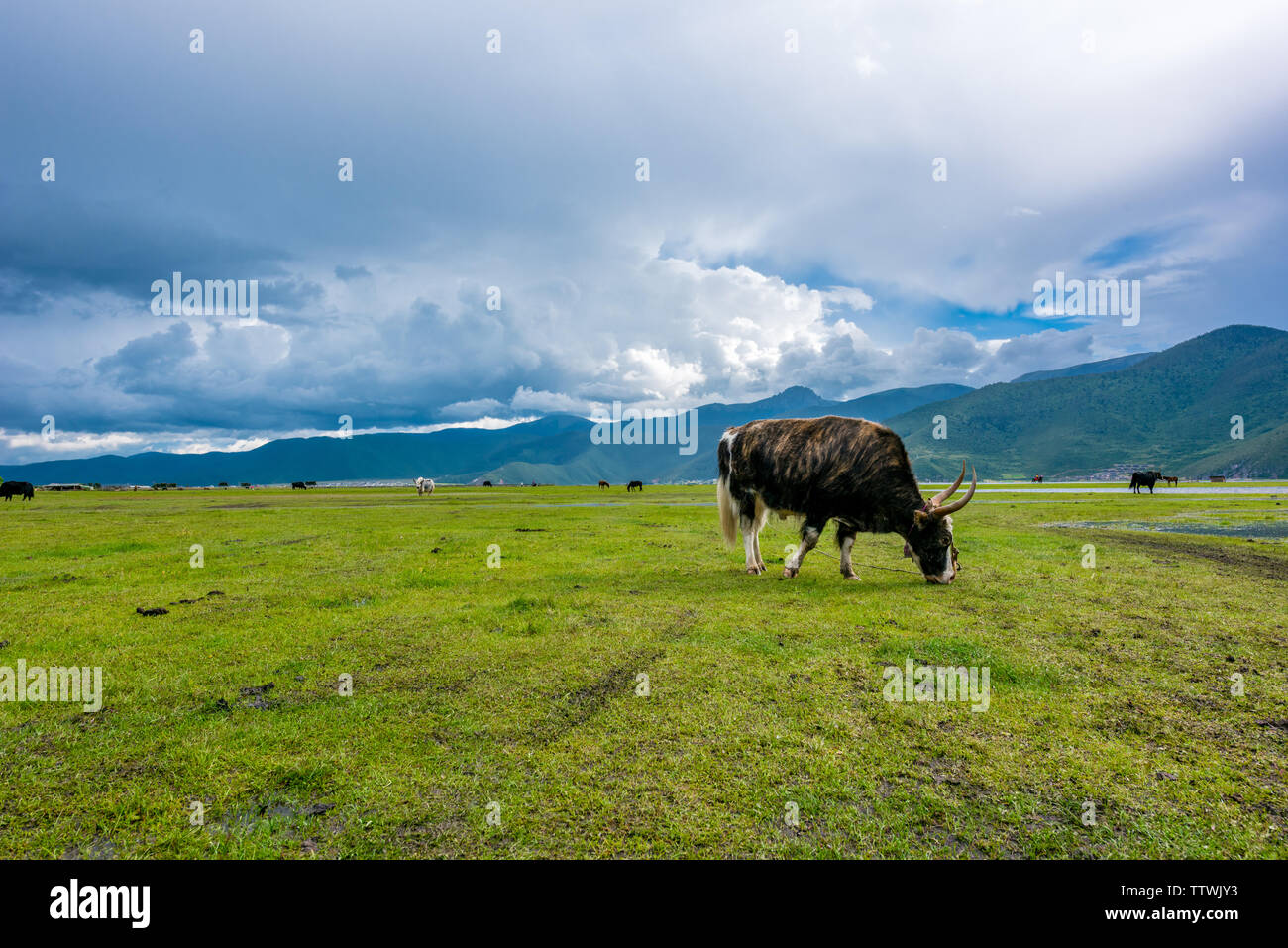 Shangri-La Plateau Ranch Stock Photo - Alamy
