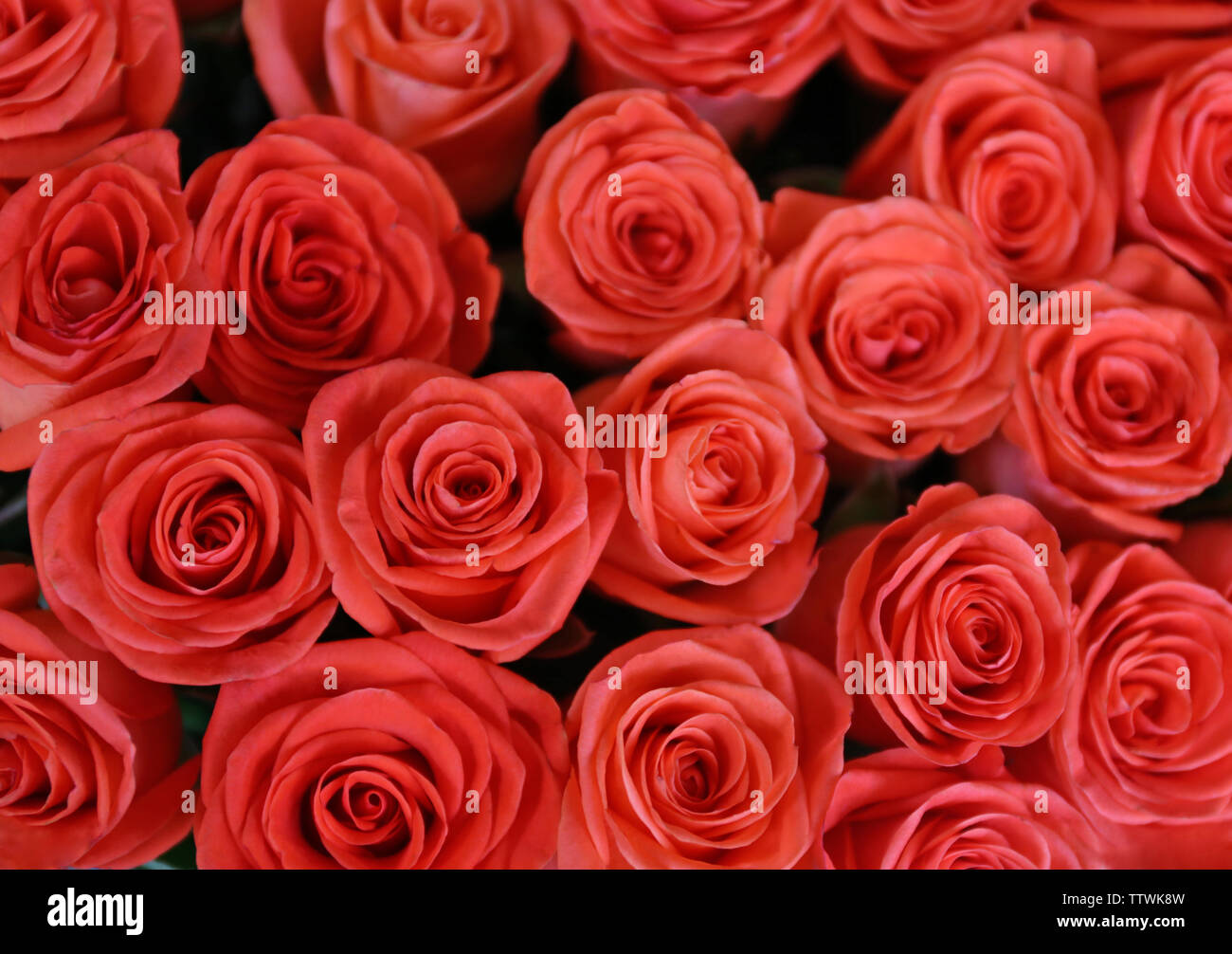 Wholesale roses hires stock photography and images Alamy