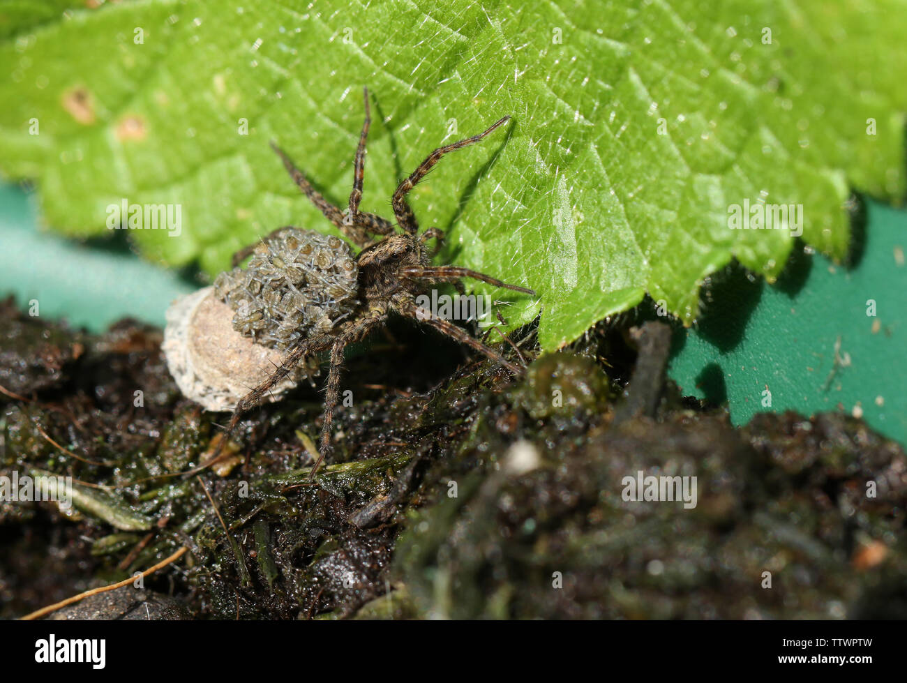 A magnificent Wolf Spider, Pardosa, carrying its babies on its back. Stock Photo