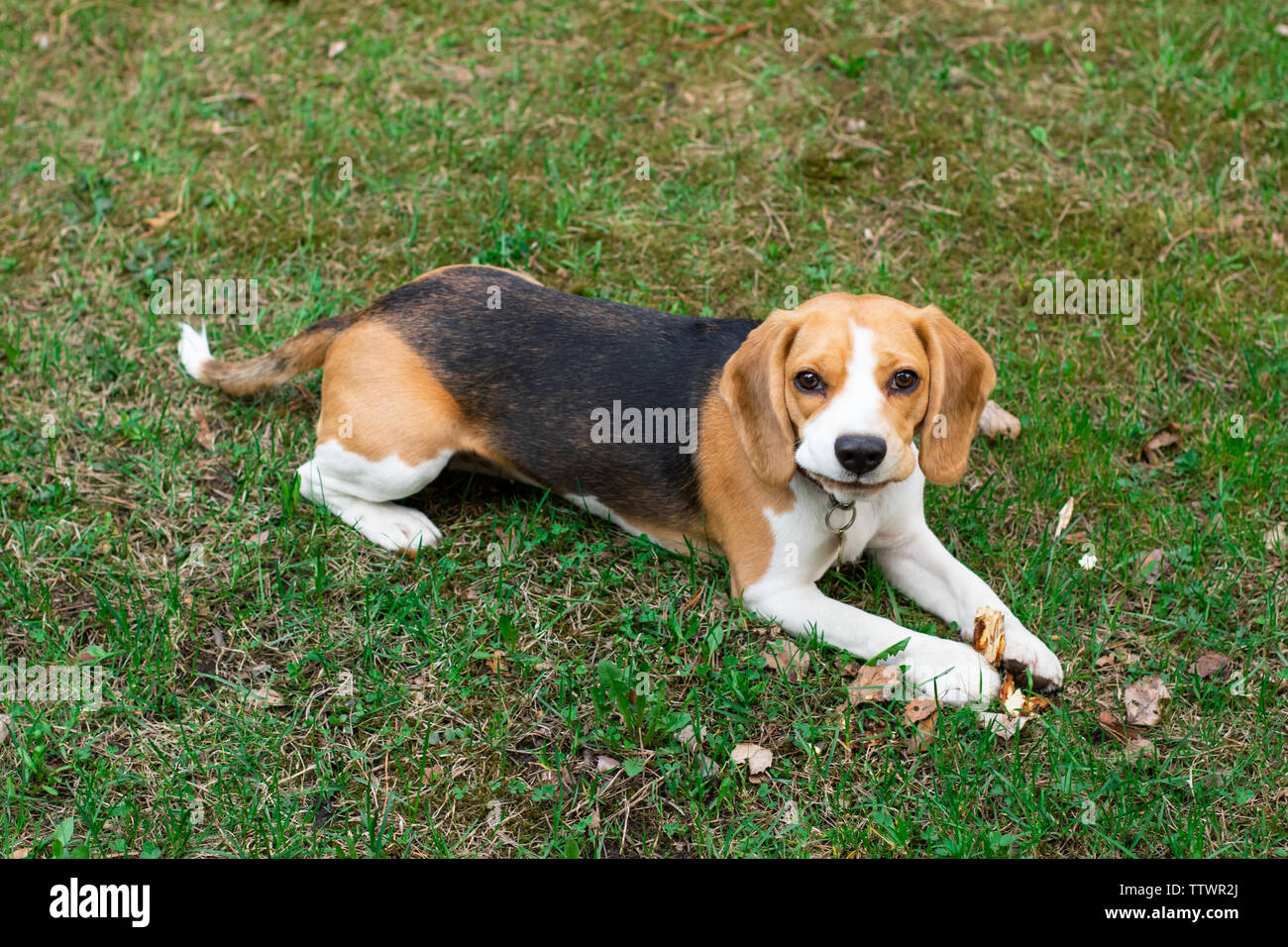 cute beagle dog lying on green grass, portrait of a happy dog in the ...