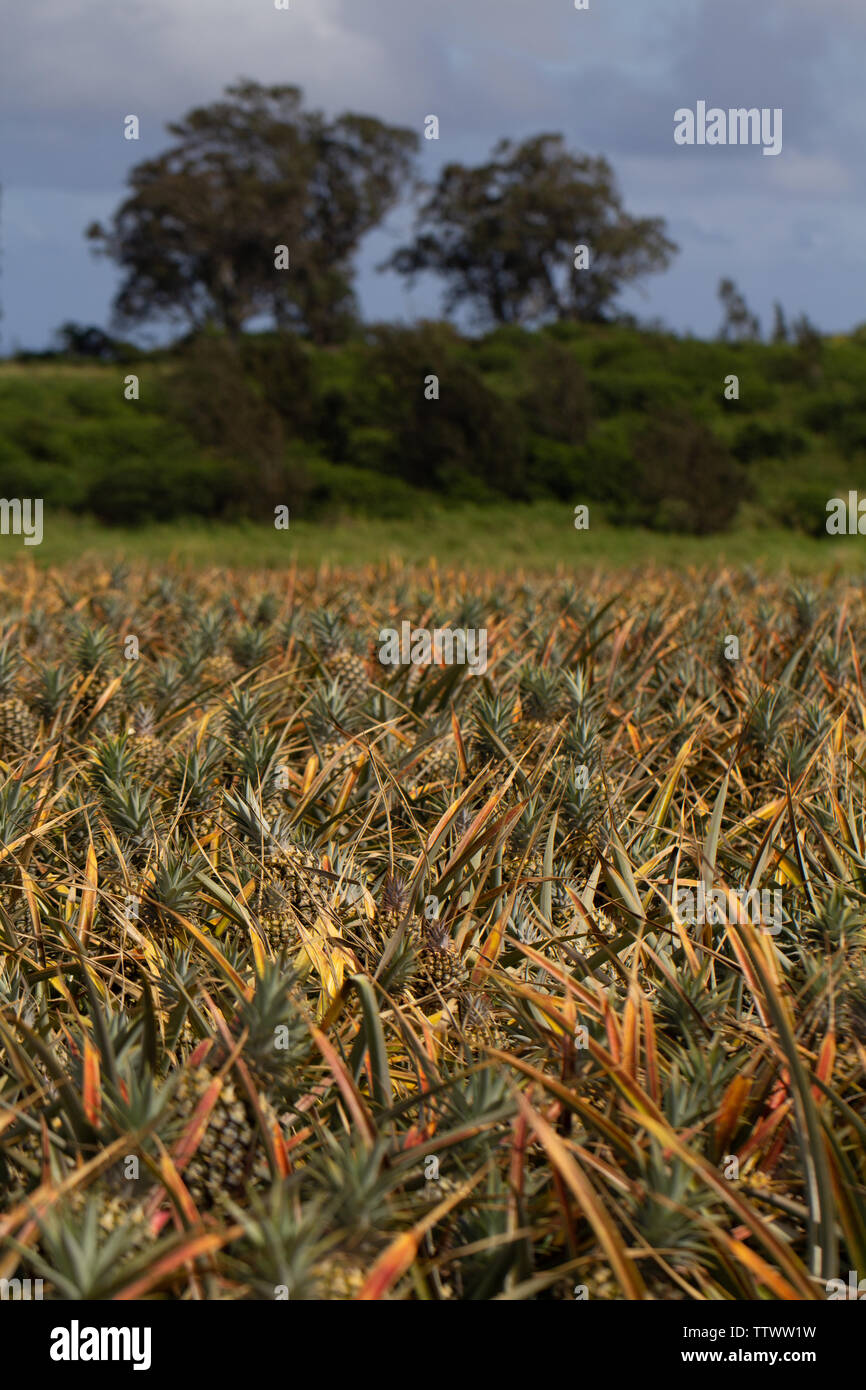 Pineapple farm maui maui hawaii hires stock photography and images Alamy