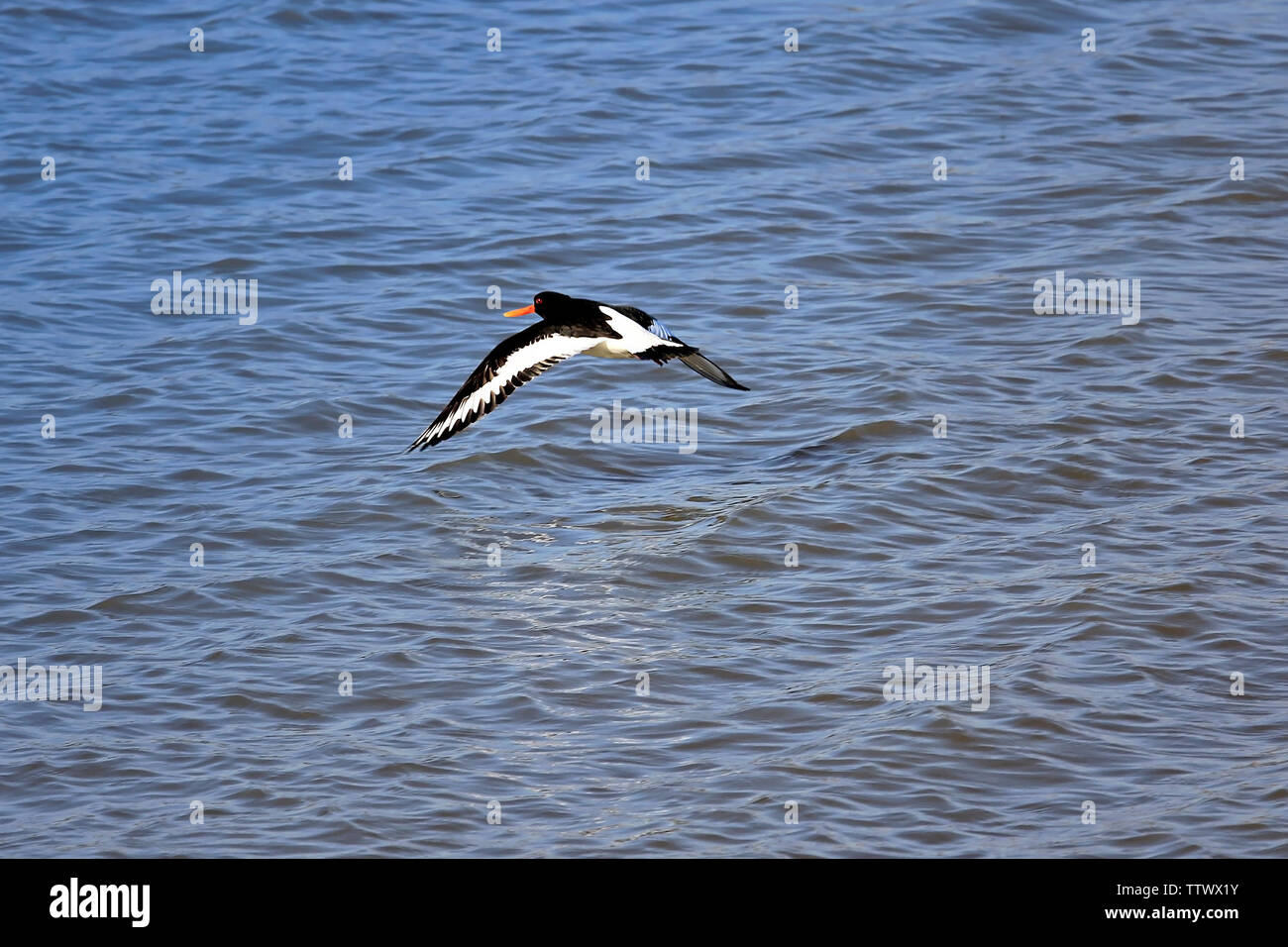 Haematopus ostralegus, Eurasian oystercatcher, flying over blue sea. Beak and eye color reveal the age of the bird, old adult in this case. Stock Photo