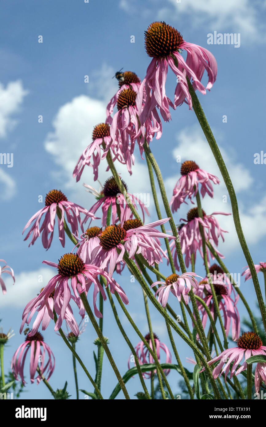 Echinacea simulata, Wavy-Leaf Purple Coneflower, June flowers Stock Photo