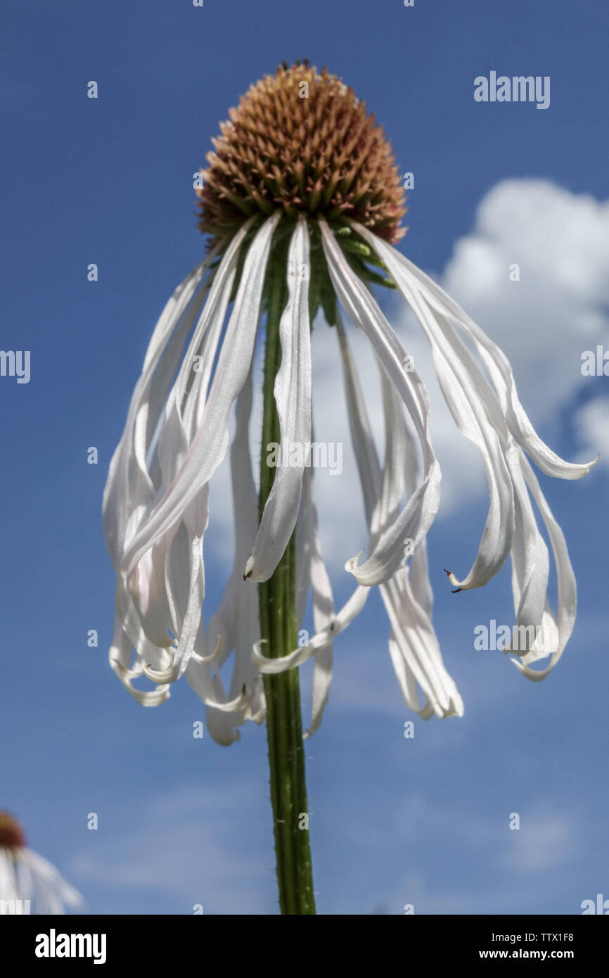 Echinacea pallida 'Hula Dancer' flower Stock Photo