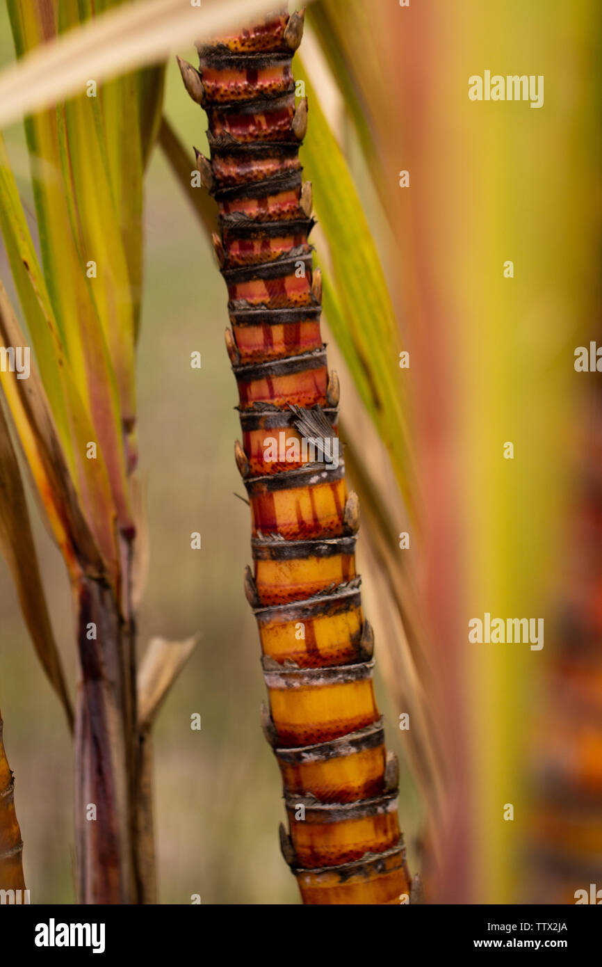 Sugar cane growing in the field close up Stock Photo Alamy