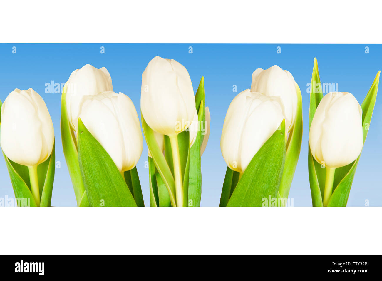Close up of tulip flowers Stock Photo - Alamy