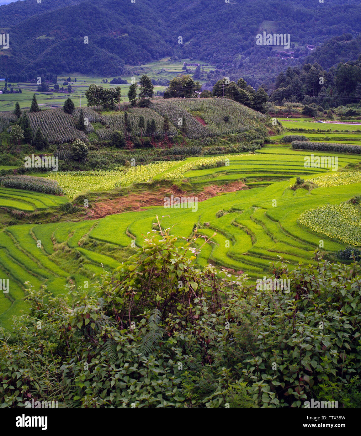 Yunnan province vineyards hi-res stock photography and images - Alamy