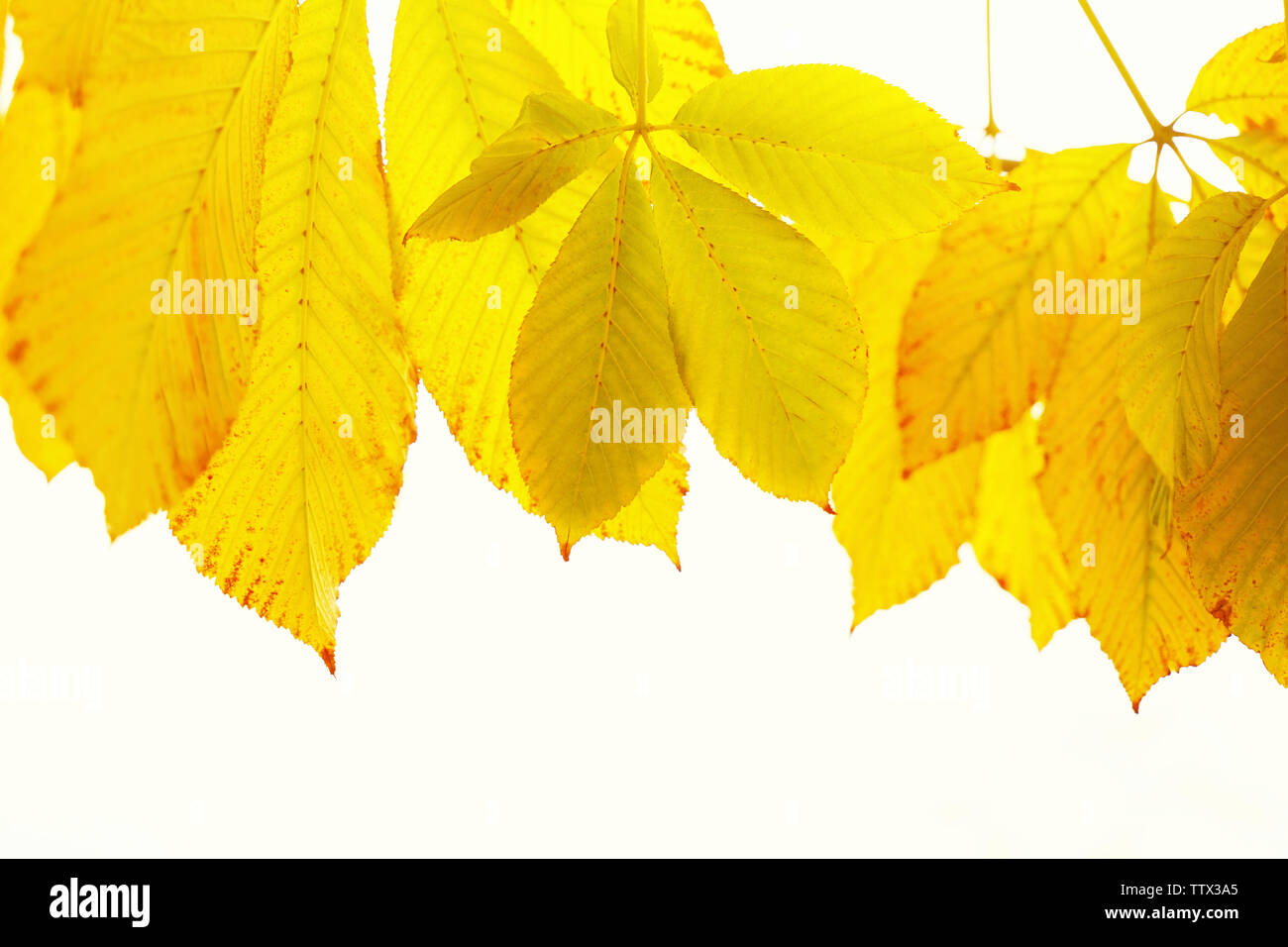 Autumn leaves on sky background Stock Photo - Alamy