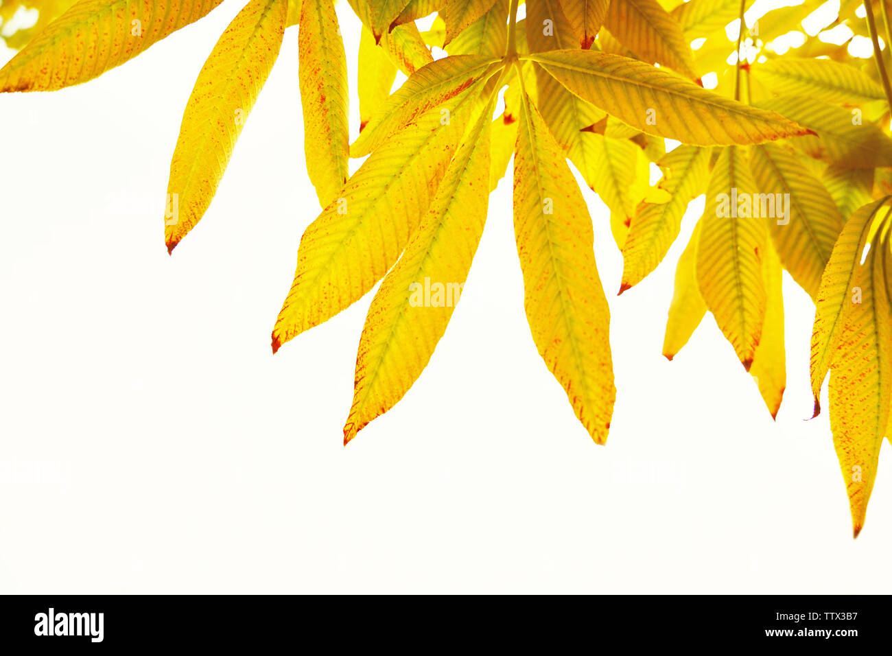 Autumn leaves on sky background Stock Photo - Alamy