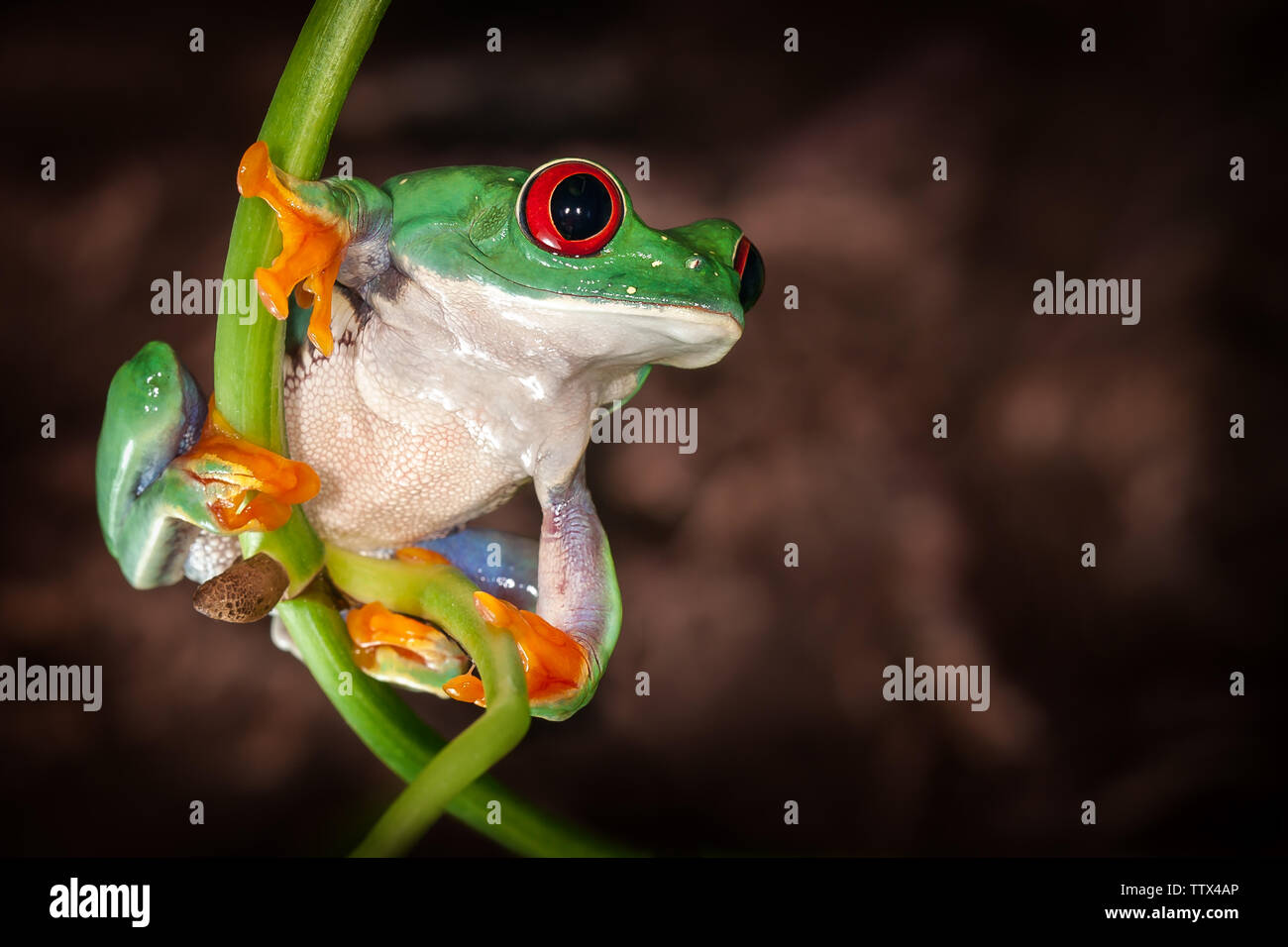 The tree frogs yoga on the plant stem in dark brown background Stock Photo Alamy