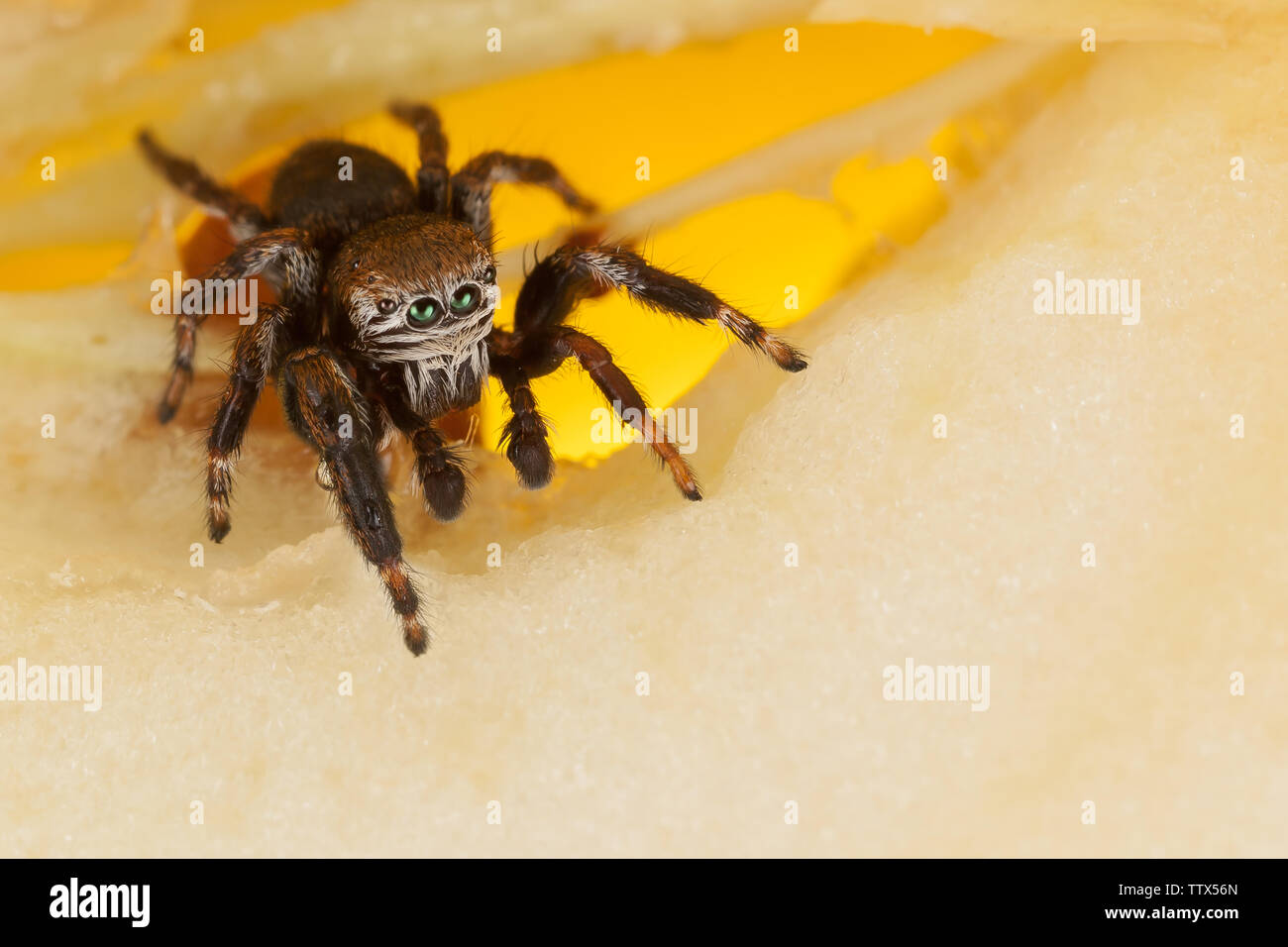 Jumping spider on a chopped apple Stock Photo
