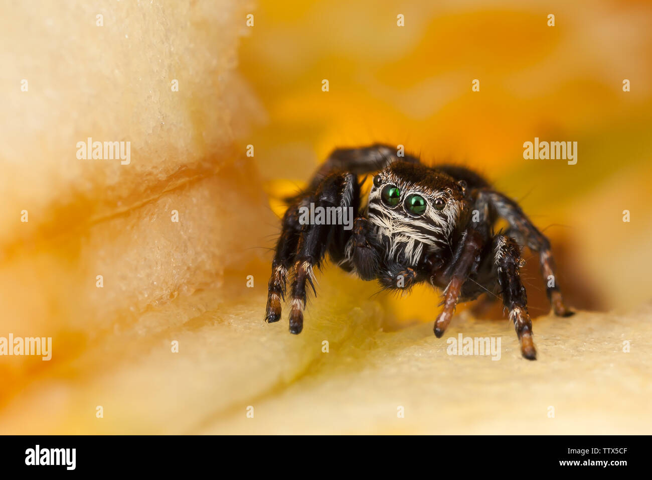 Jumping spider on a chopped apple Stock Photo