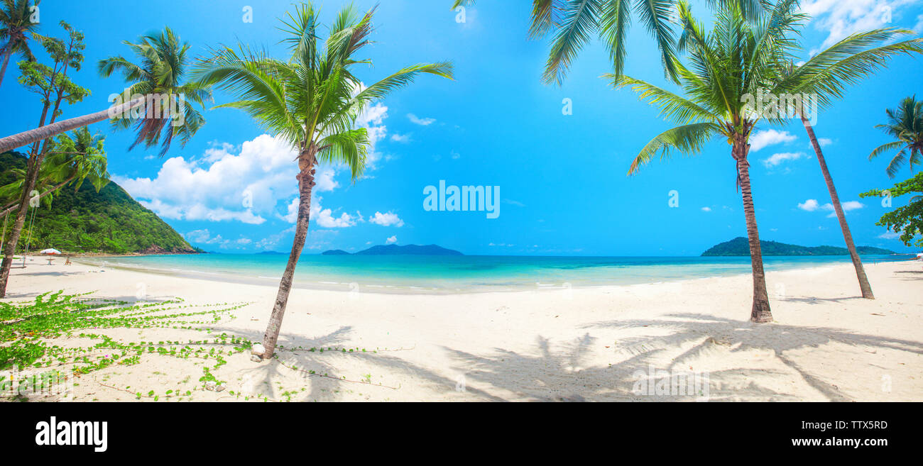 panorama of tropical beach with coconut palm Stock Photo - Alamy