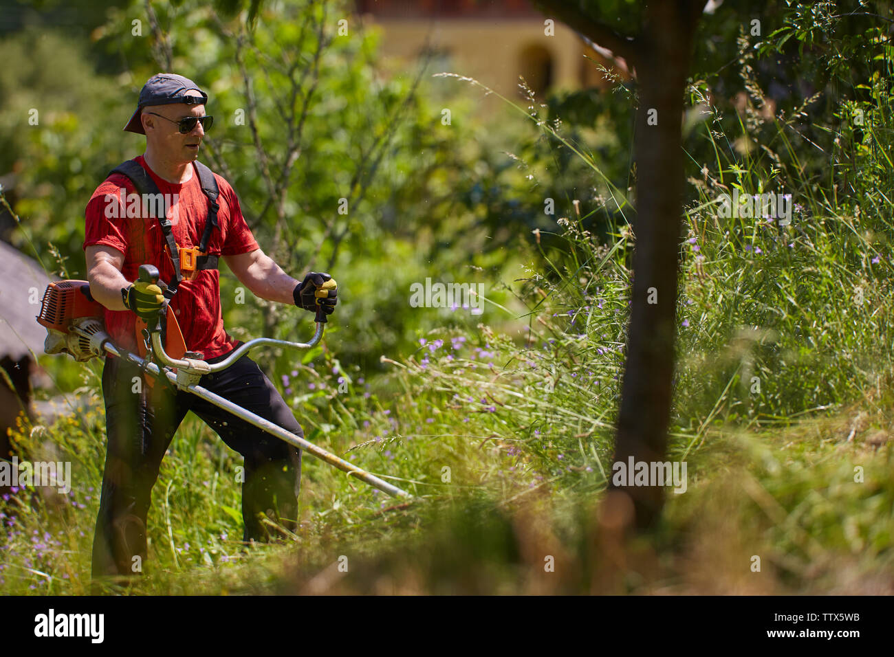 Man mowing his lawn with a grass cutter Stock Photo - Alamy