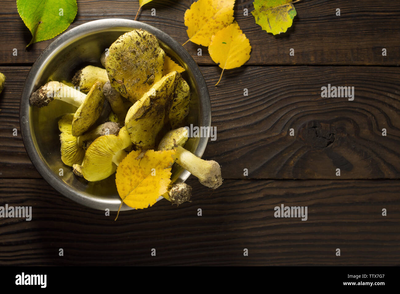 Fresh forest mushrooms tricholoma in a metal bowl on a wooden table Stock Photo