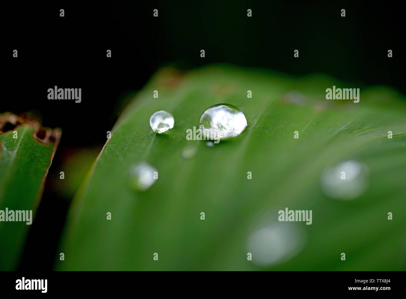 Abstract water beads hi-res stock photography and images - Alamy