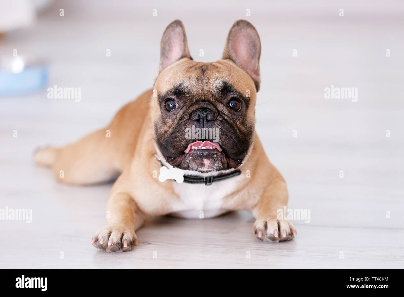 Cute dog lying on floor Stock Photo - Alamy