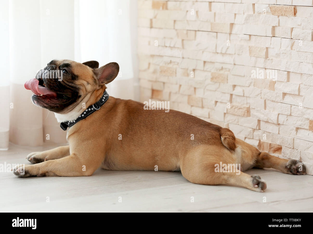 Cute dog lying on floor Stock Photo - Alamy