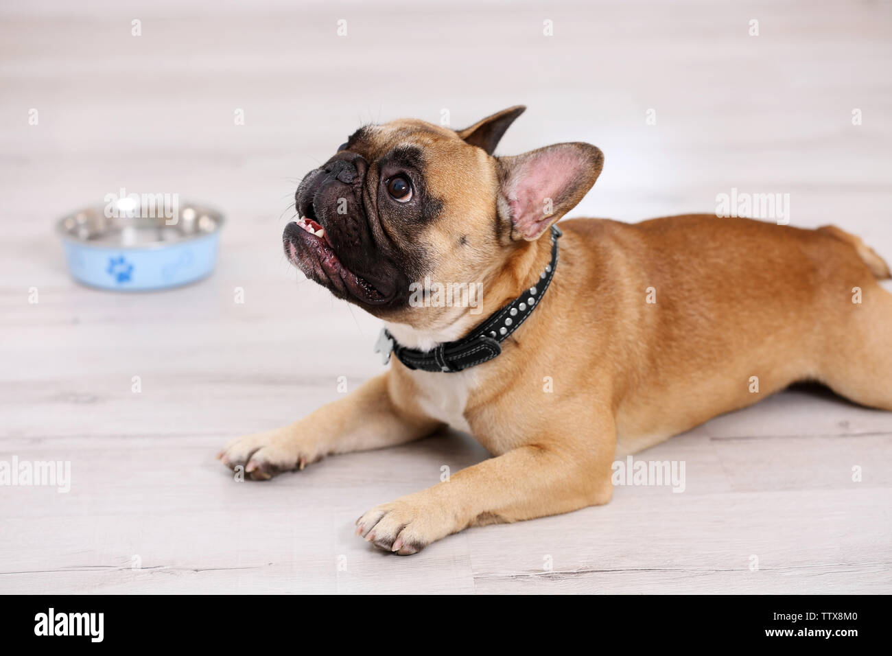 Cute dog lying on floor Stock Photo - Alamy