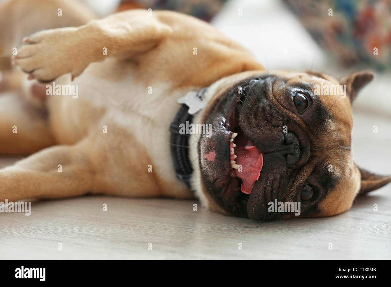 Cute dog lying on floor Stock Photo - Alamy