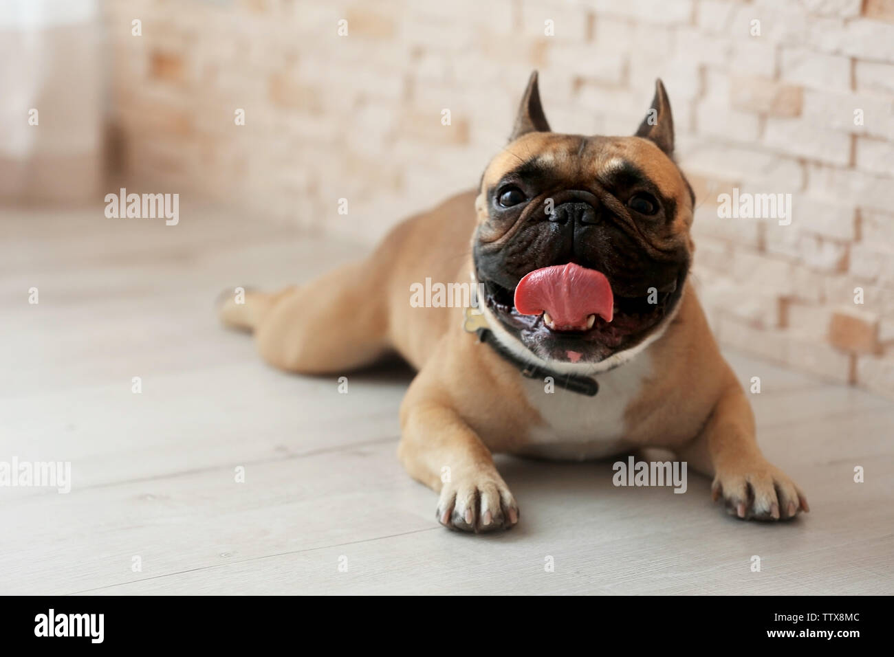 Cute dog lying on floor Stock Photo - Alamy