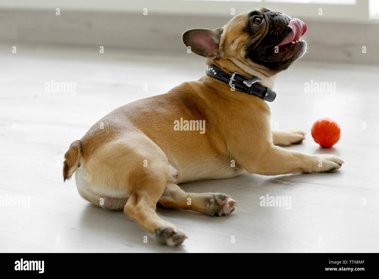 Cute dog lying on floor Stock Photo - Alamy