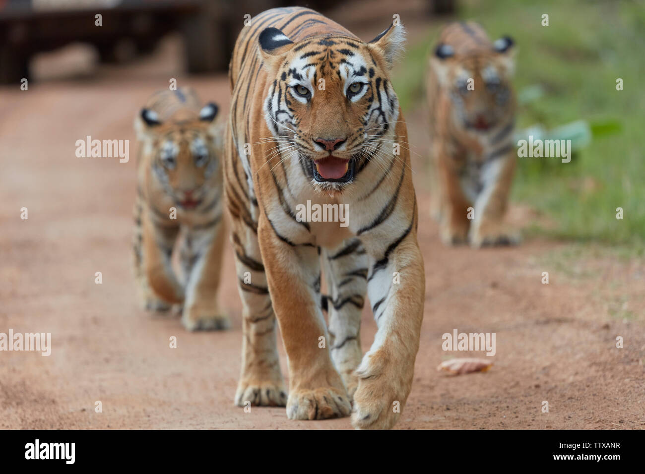 Bengal Tigress Maya family Prowling at Tadoba forest, India. Stock Photo