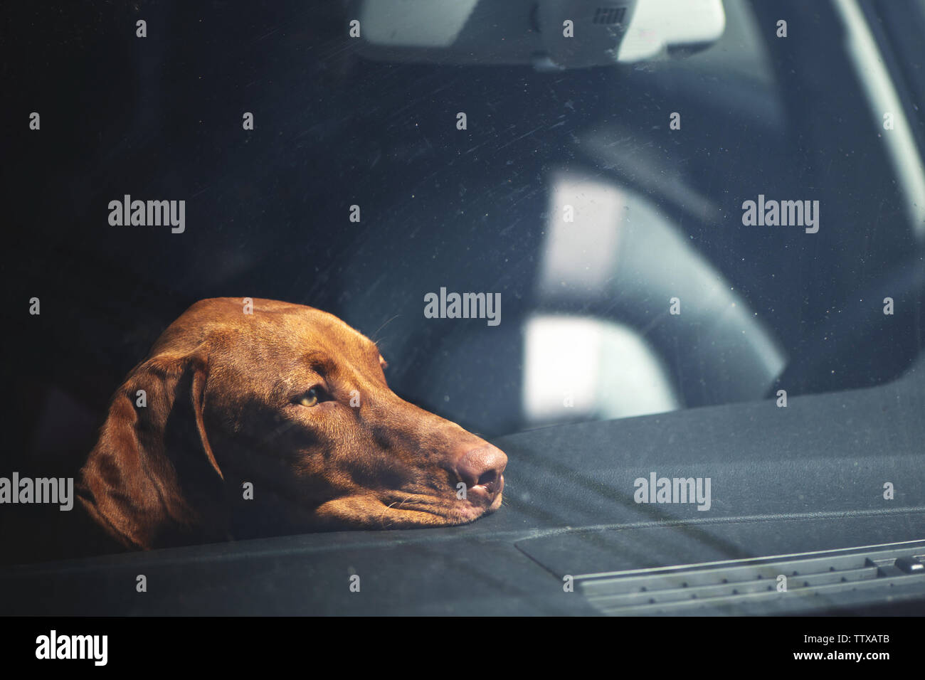 Dreary dog left alone in locked car. Abandoned animal concept. Stock Photo