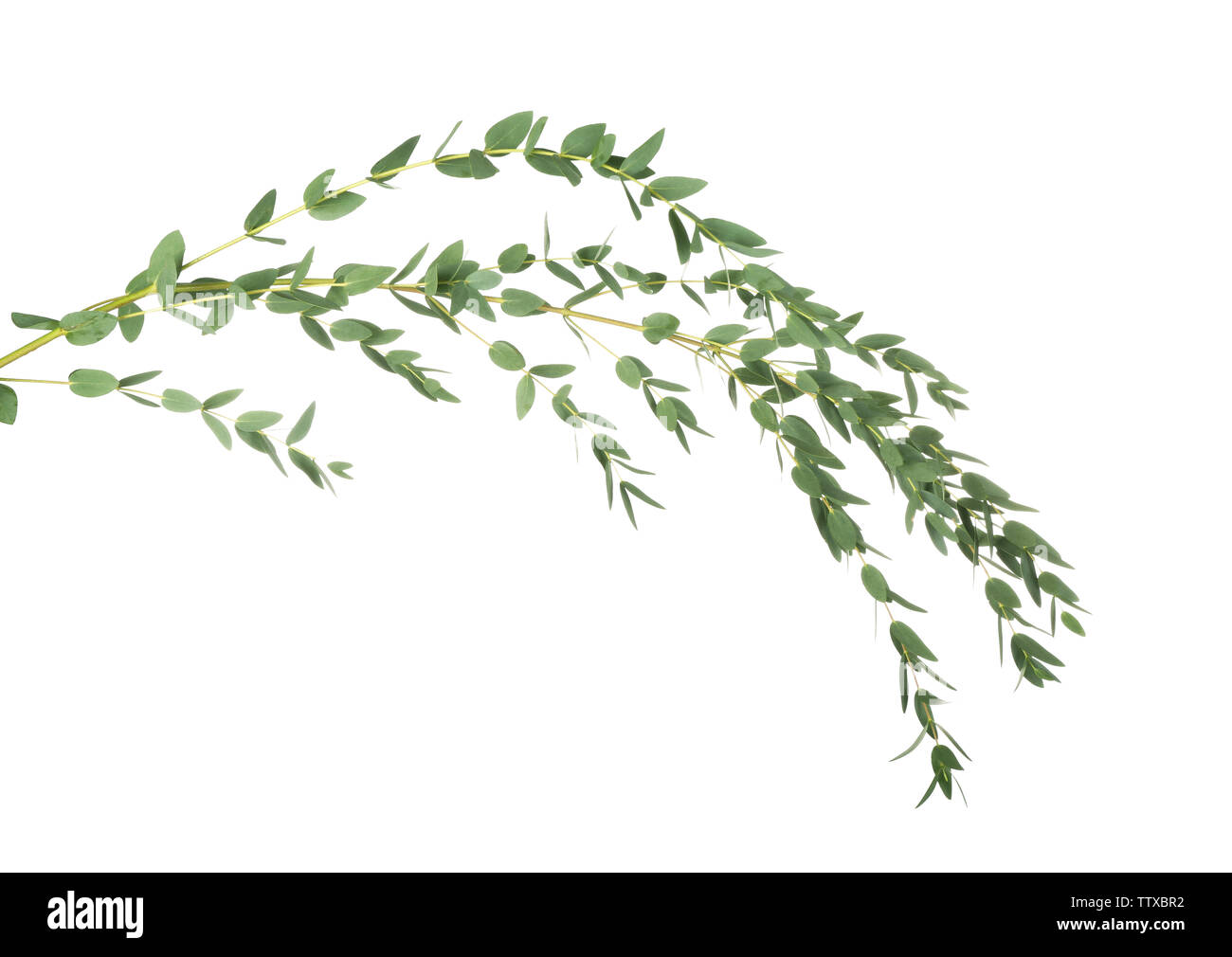 Eucalyptus parvula hi-res stock photography and images - Alamy