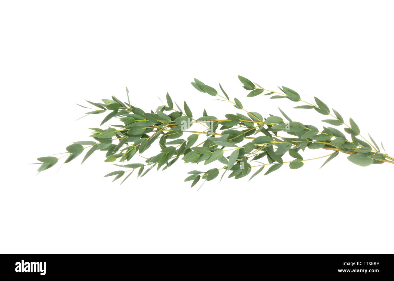 Eucalyptus parvifolia hi-res stock photography and images - Alamy