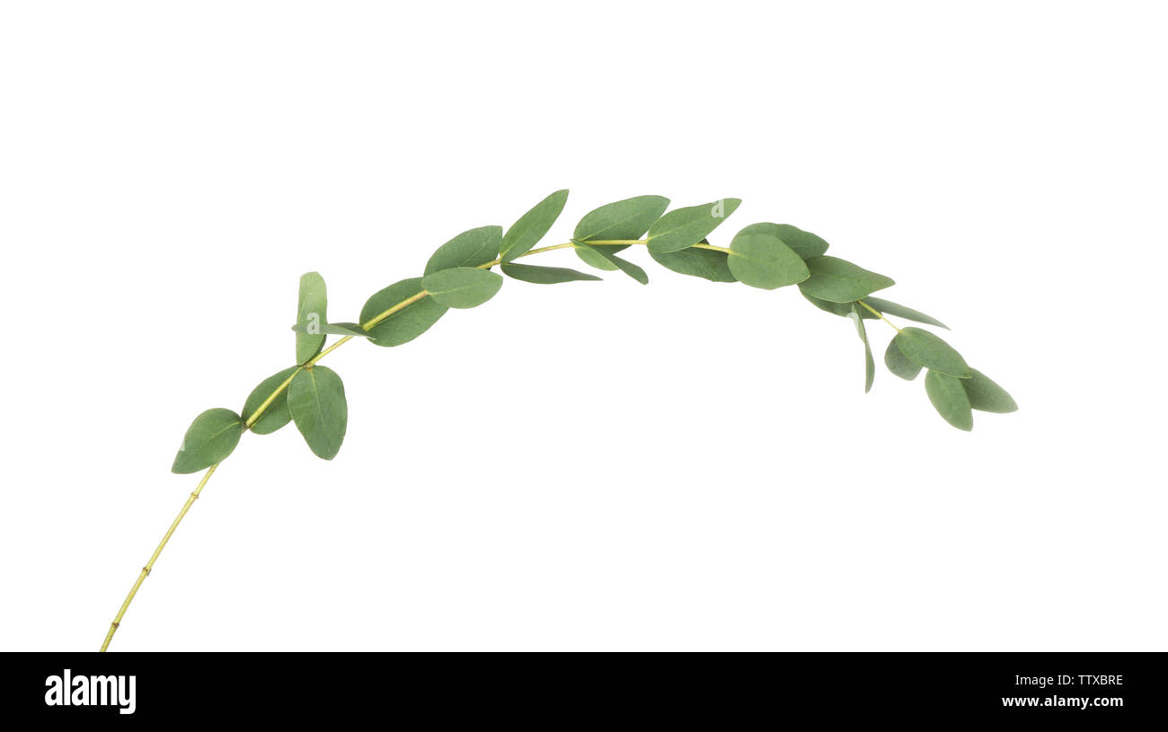 Eucalyptus parvula hi-res stock photography and images - Alamy